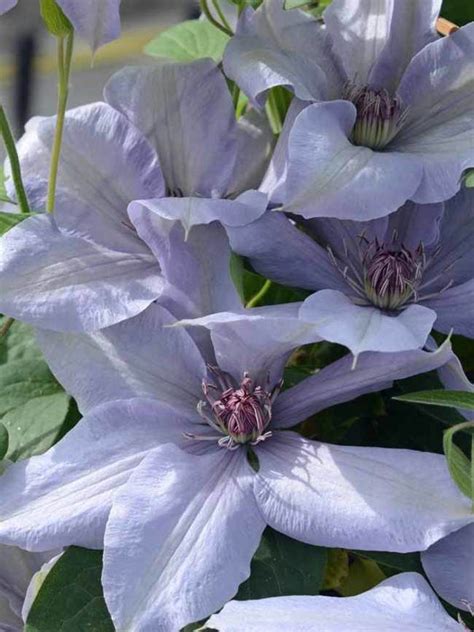 Check spelling or type a new query. Clematis Bernadine -- Bluestone Perennials | Clematis ...