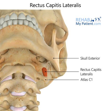 Rectus Capitis Lateralis Rehab My Patient