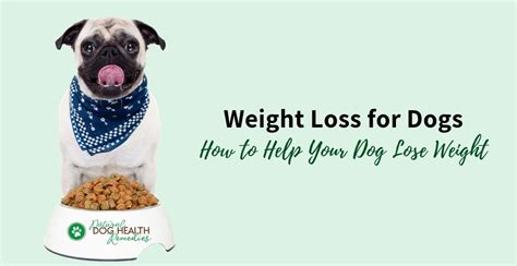 One overlooked source of excessive calories is people food. Weight Loss for Dogs | Low Fat Dog Food