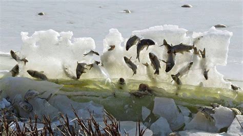 Photo Of Frozen Fish In Sd Goes Viral