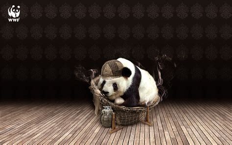 Panda Full Hd Wallpaper And Background Image 1920x1200