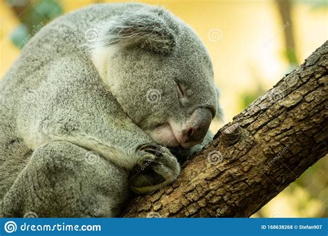 A Cute Little Koala Sleeping On A Tree In A Zoo Stock Photo Image Of