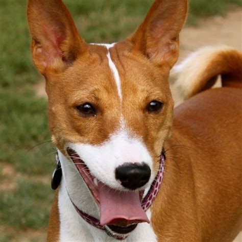 Trixie Portrait Basenji Dogs Dog Items African Hunting Dog
