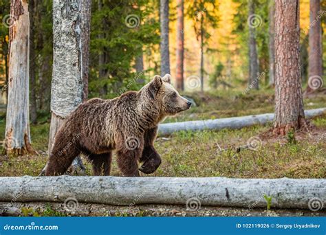Wild Adult Brown Bear Stock Photo Image Of Forest Arctos 102119026