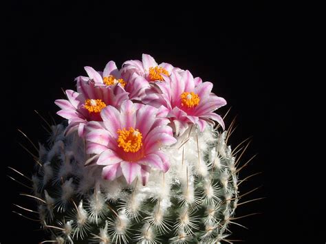 Check spelling or type a new query. SuccSeed - Gymnocactus saueri v. septentrionalis PP 1363 ...