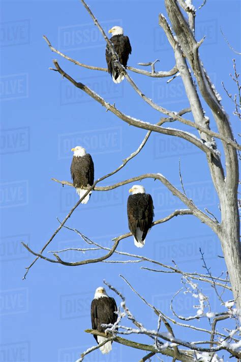 Bald Eagles Perched High In Tree Chilkat Bald Eagle Preserve Near