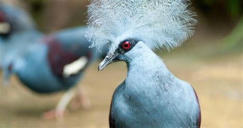 Native Animal Of Papua New Guinea Tarsha Barrios