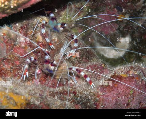 Underwater Coral Sea Creatures Stock Photo Alamy