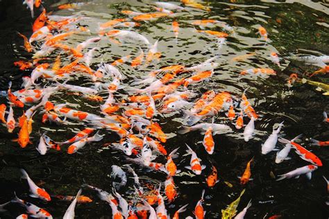 How Often Does Koi Fish Lay Eggs And How Does A Koi Lay Eggs In Pond