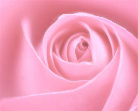 Soft Pink Rose Free Photo Download Freeimages