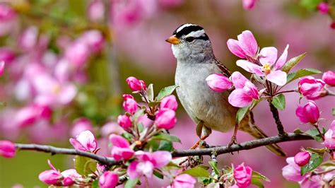 Wallpaper Birds And Flowers 61 Images