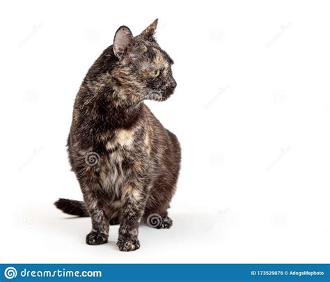 Tortie Cat Black And Buff Color Looking Side Stock Photo Image Of