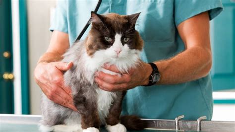 When Is The Right Time To Desex A Cat Spca Pet Insurance