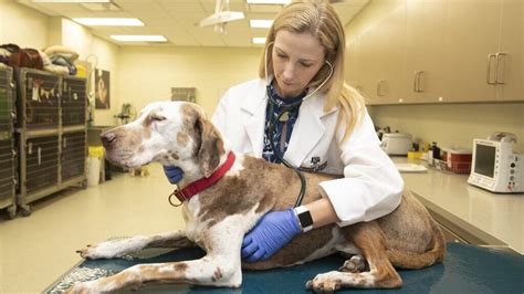 This Simple Blood Test Can Accurately Detect Cancer In Dogs — Sama Dog