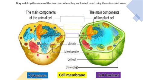 It,s main functional is to provide support,rigidity & mechanical strength to the bacteria cell. Animal and Plant Cell Similarities worksheet