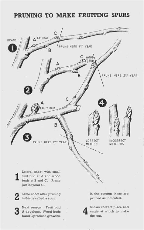 This is part of a series on how to prune trees, shrubs, and vines in your garden and how to choose the right tools. Pruning Tree Fruits - Plum, Damson, Cherry, Apple, Pear ...