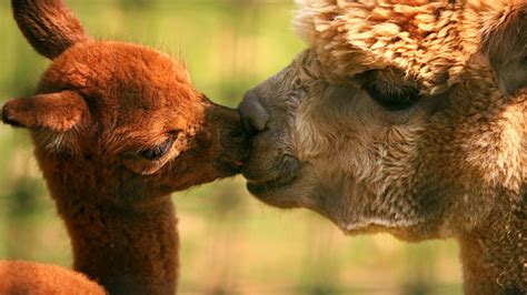 Animals In Love Wallpapers Pictures Snaps Images Photo ~ Love Love Story Love Gallery