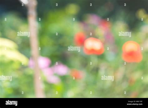 Blurred Background Scene Of Beautiful Summer Meadow Defocused Flowers