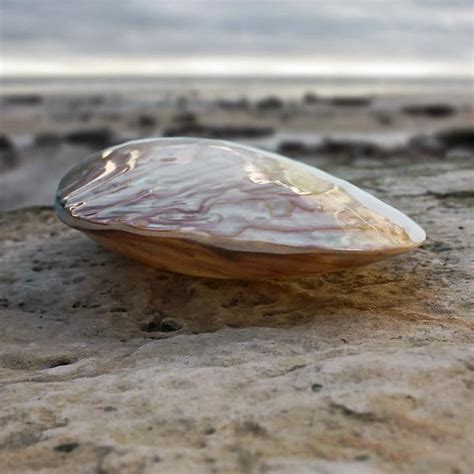 Best match price (low to high) price (high to low) new most popular. Giant Polished Clam Shell | Large Polished Shell | Mother ...
