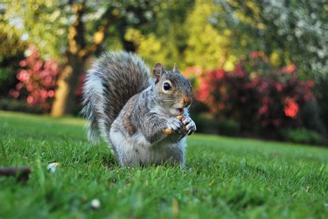 How do u keep squirrels out of garden. Lovely Squirrel in Sheffield Botanical Garden | Sheffield ...