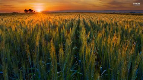 Idaho Wheat Field Sunset Wallpaper Sunset Wheat Fields