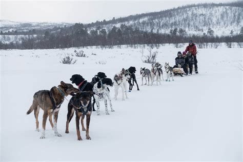Dogsledding Excursion To Kiruna Lights Over Lapland Ab