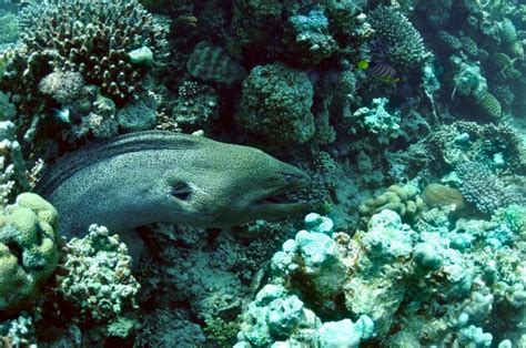 Premium Photo Morey Eel In Coral Reef Wildlife In Red Sea