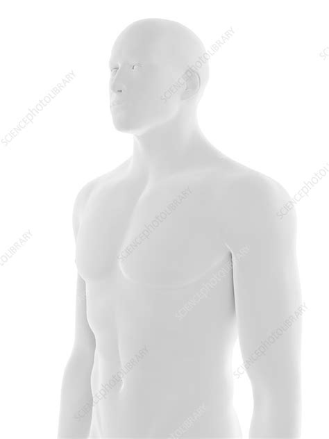 Male Upper Body Illustration Stock Image F0294522 Science Photo