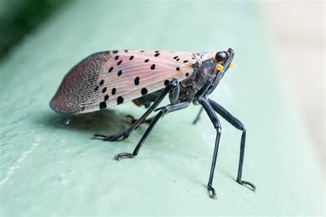 How to control spotted lanternflies without harming birds ...