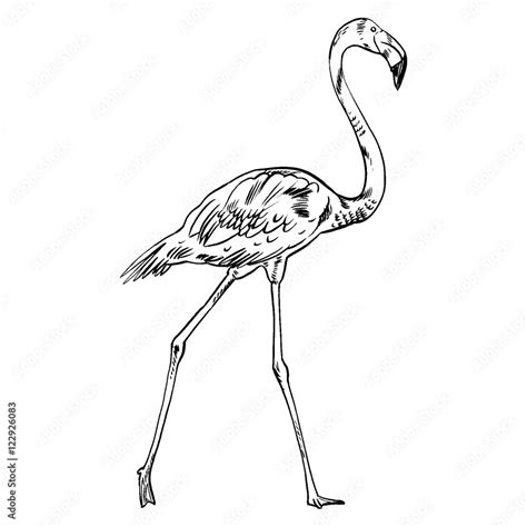 Pink Flamingo Vector Illustration Isolated Stock Vector Adobe Stock