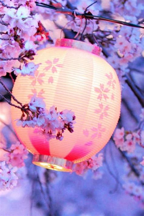 Night Lantern Flower Trees Iphone 4s Wallpaper Hanami Blossom
