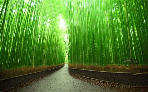 Bamboo Hd Wallpapers Bigbeamng