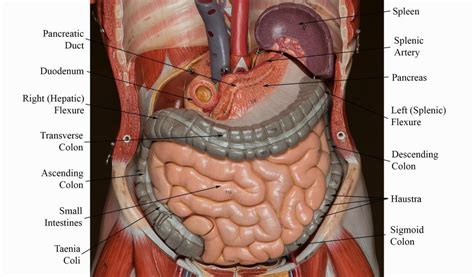 Muscular system anatomy:muscles of the anterior abdominal wall torso model description. Image result for digestive system models labeled ...