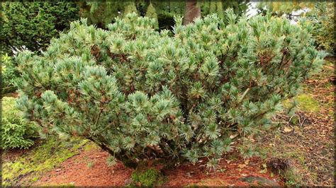 Pinus Pumila Cuidado Del Pino Enano Siberiano Plantiago