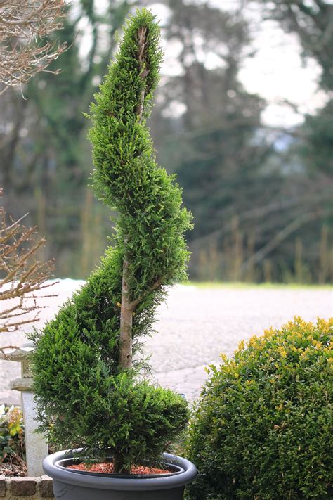 Im garten ist die zypresse sehr beliebt wegen ihrer pflegeleichter art und der vielfältigen gestaltungsmöglichkeiten. Zypresse »Spirale« 160/180 cm | Lagerhaus Salzburg