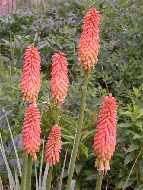 Maybe you would like to learn more about one of these? Kniphofia 'Coral' is the epitome of the color--not quite ...