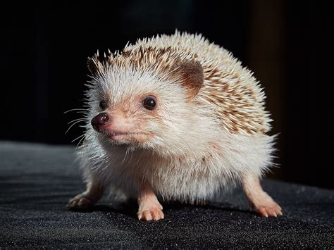Featured Animals - Hedgehog - CMZoo
