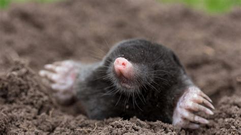 Mäuse im haus, mäuse bekämpfen, mäuse vertreiben, mäusebekämpfung. Mäuse Im Garten Bekämpfen Schön Maulwurf Und Wühlmaus ...