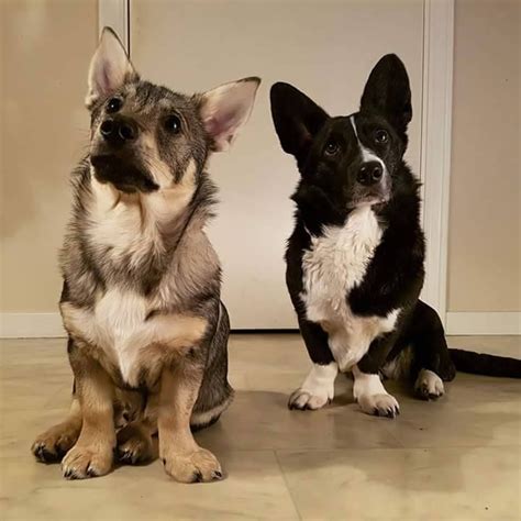 A Corgi And His Lesser Known Cousin The Swedish Vallhund