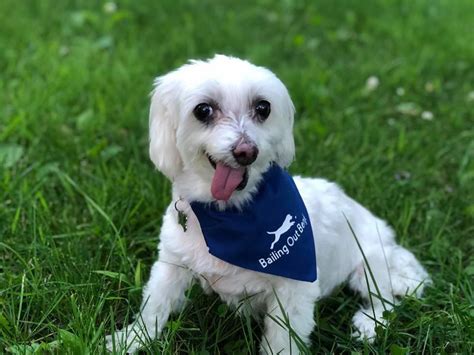 Meet The Winner Of Milwaukee Magazines Cutest Dog Contest