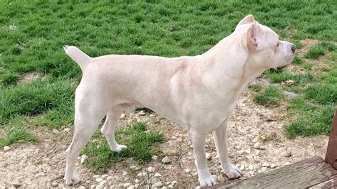 White Cane Corso Pet Rescue Blog