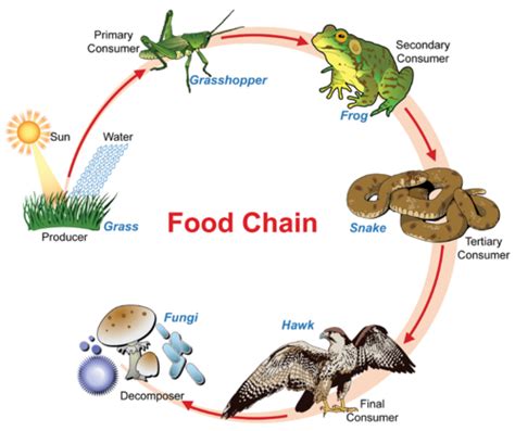 The food chain can be said as the straight and single pathway for the flow of energy in an ecosystem, through different species of organisms.food web, on the other hand, is defined as the convoluted or complicated pathway of an ecosystem consist of numerous food chains of the different trophic level, through which the energy flow. Autotrophs vs. Heterotrophs - Advanced | CK-12 Foundation