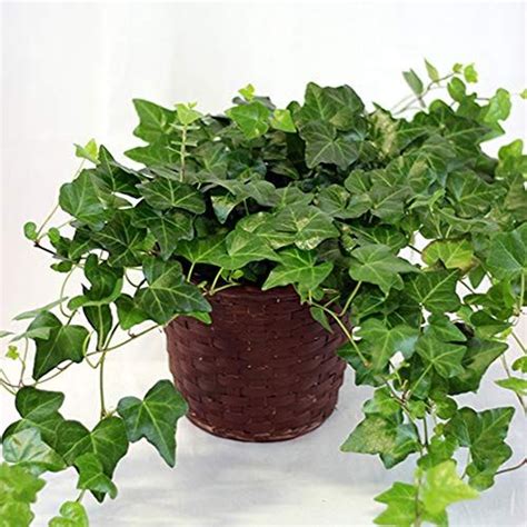 Indoor Ivy How To Grow English Ivy