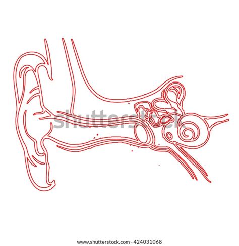 Human Ear Anatomy Stock Illustration 424031068 Shutterstock
