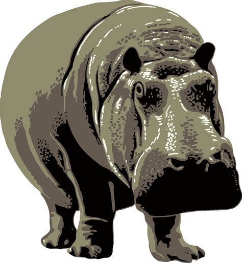 Hippo Png File Png Mart