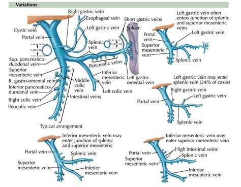 Keith Siau On Twitter Variations In Portal Vein Anatomy Livertwitter