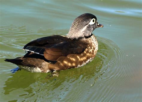 American Female Wood Duck This The Female Wood Duck Unfor Flickr
