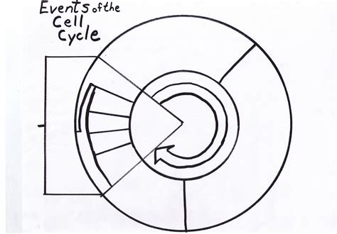 Cell Cycle Diagrams 101 Diagrams