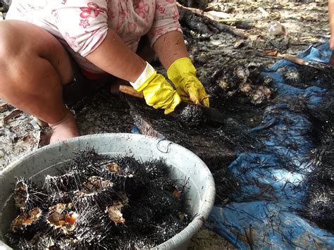 Westabteilung von borneo, 8920 qkm mit 22,000 einw. Hiqmad-Traveller: Nikmatnya LANDAK LAUT TUMIS PEDAS-MANIS ...