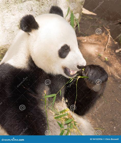 Endangered Giant Panda Eating Bamboo Stalk Stock Photo Image Of